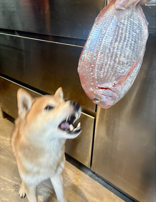 鯛と柴犬