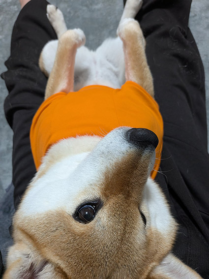 柴犬