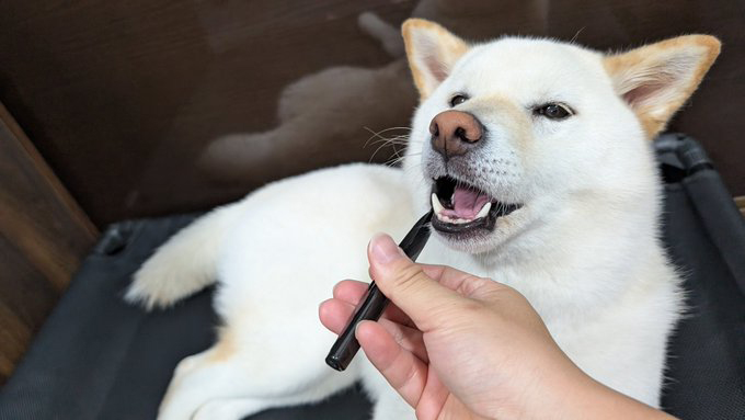 歯磨きをする柴犬