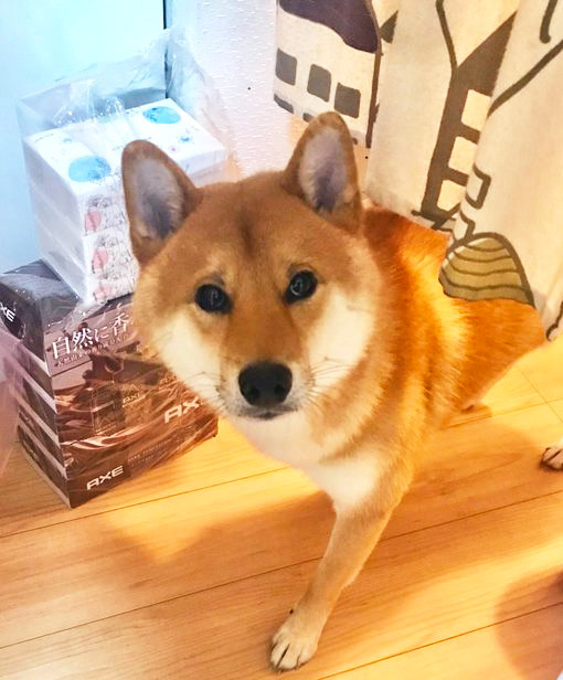 のれんをくぐる柴犬