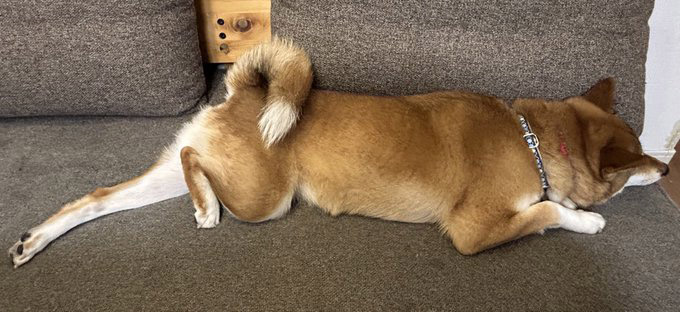 柴犬