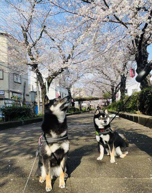柴犬と桜