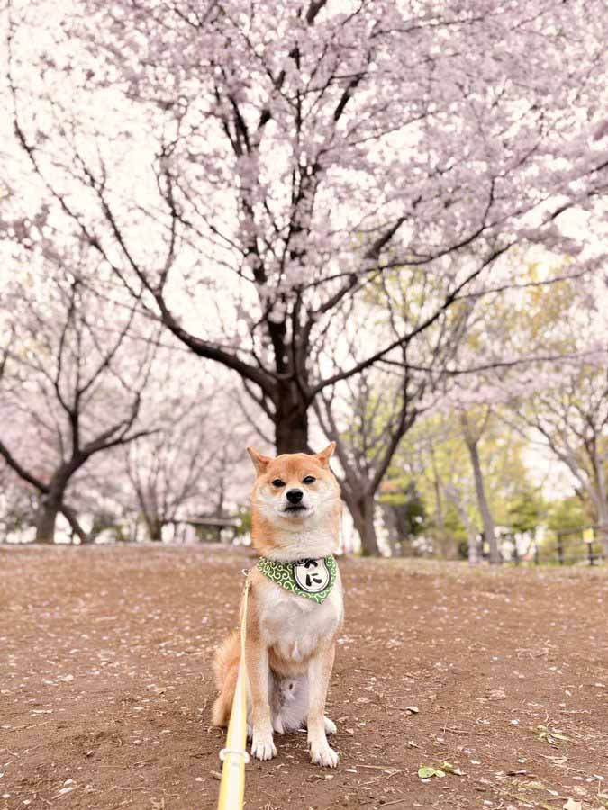 柴犬と桜