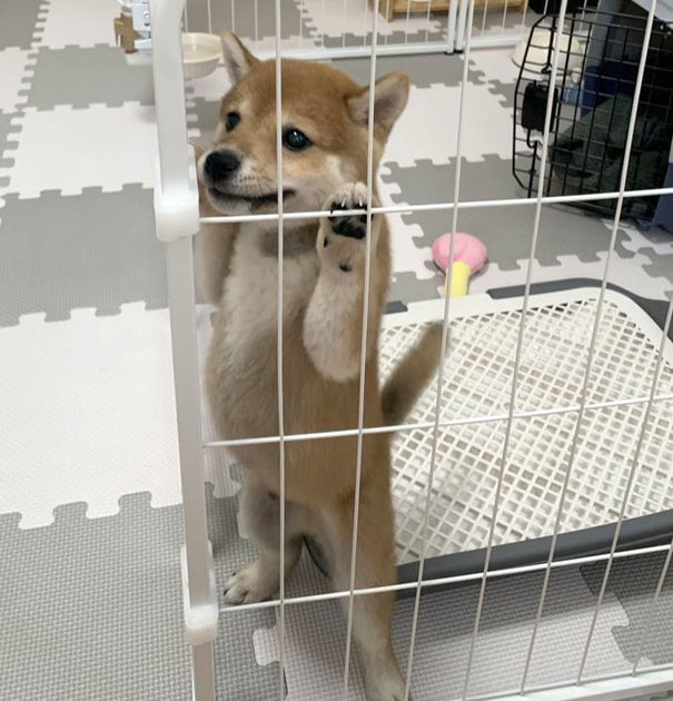 柴の子犬