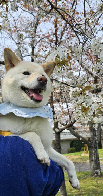 柴犬と桜