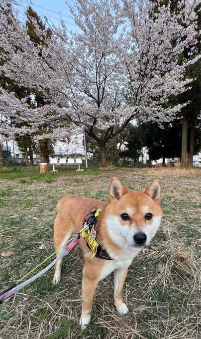 柴犬と桜