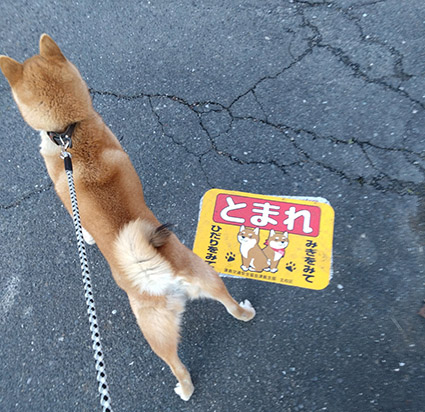 停止線で止まる柴犬