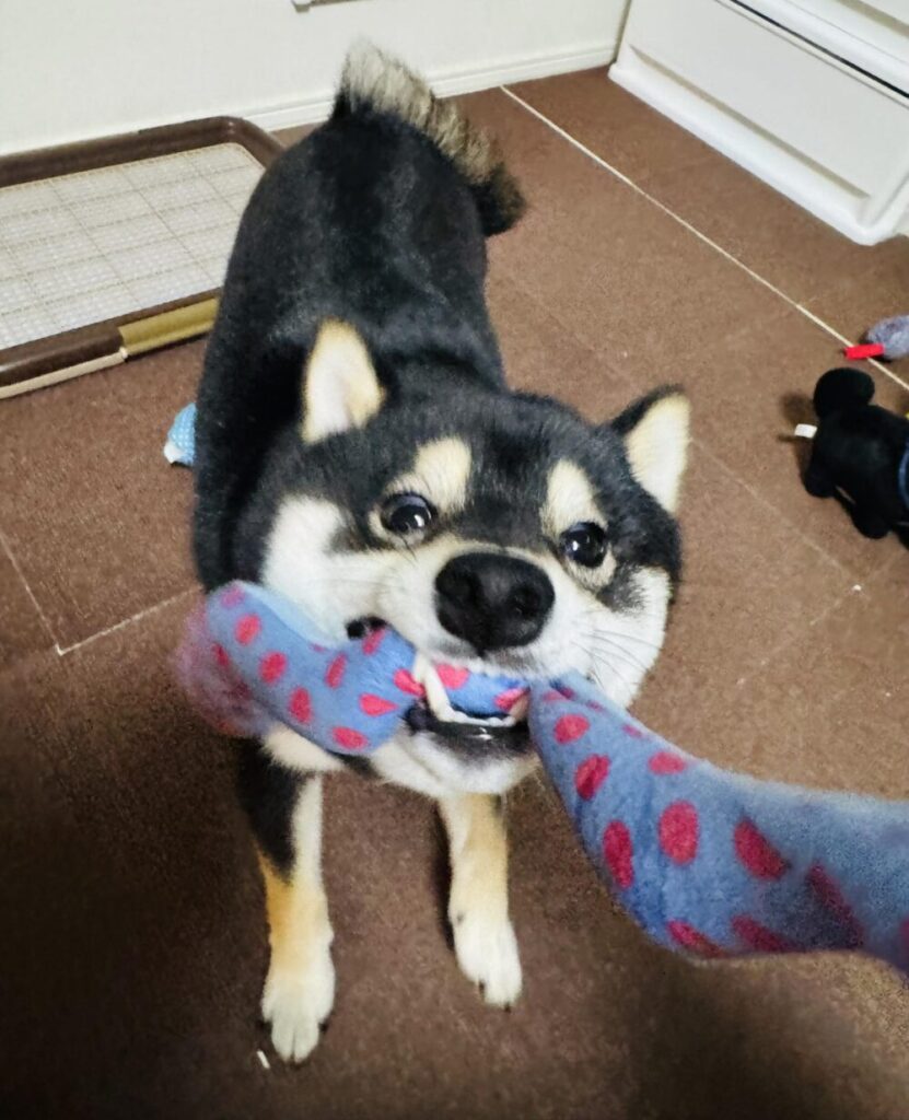靴下にじゃれる柴犬
