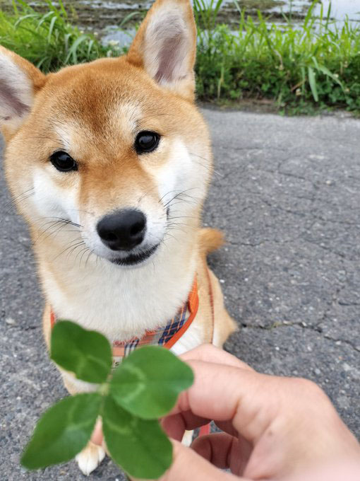 四葉のクローバーと柴犬