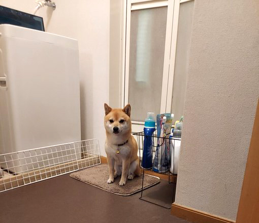 柴犬