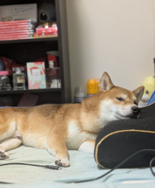 柴犬