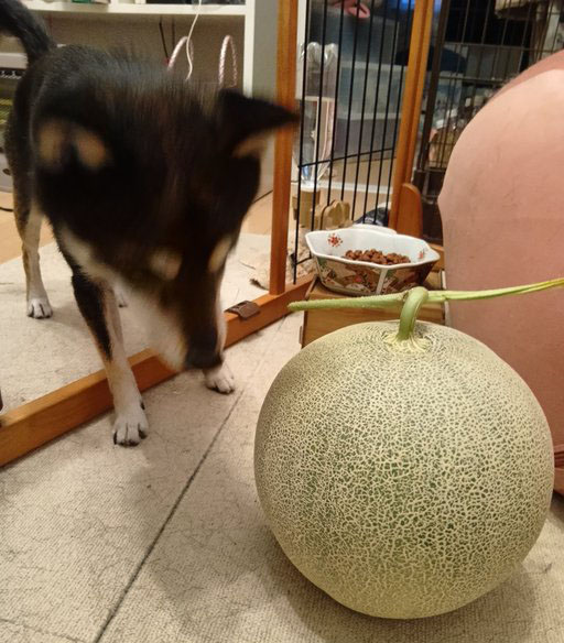 柴犬
