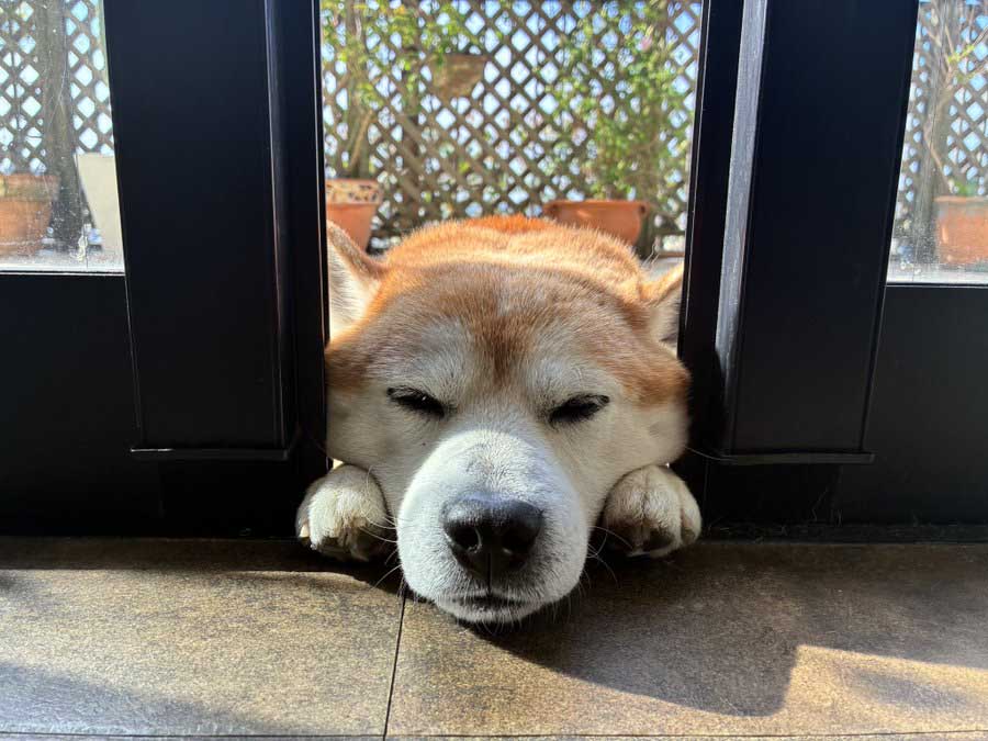 窓から顔を突っ込む柴犬