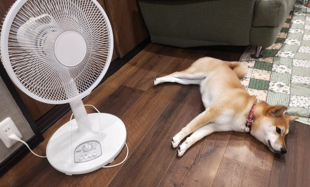 柴犬と扇風機