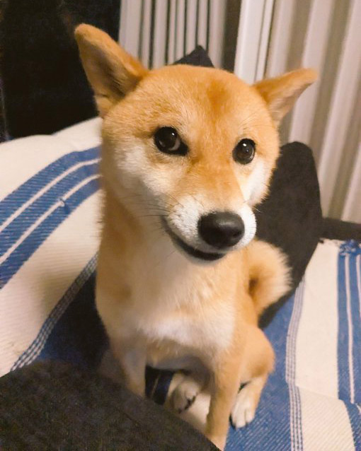 流し目の柴犬