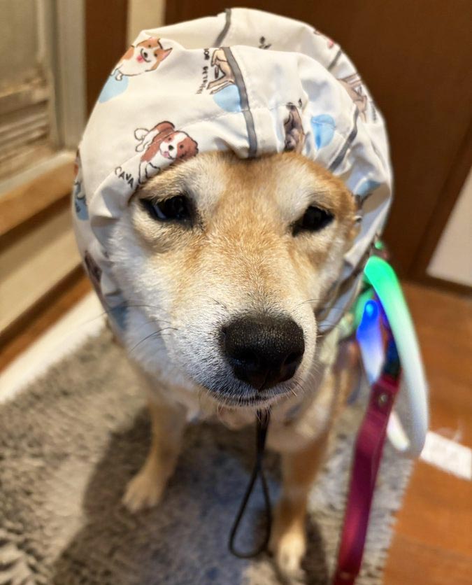 カッパを着た柴犬