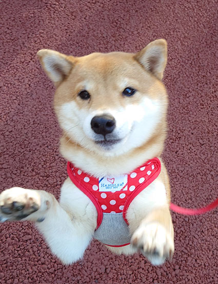 柴犬