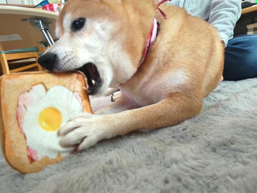 柴犬
