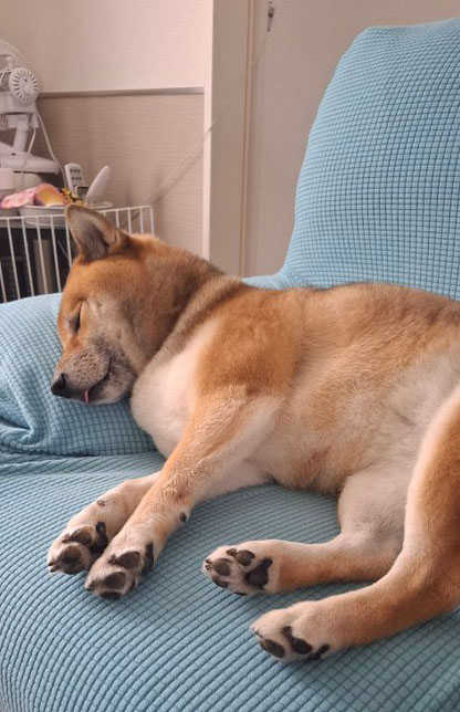 柴犬
