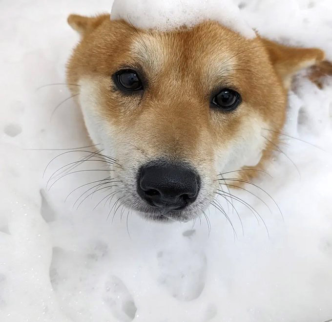 泡まみれの柴犬