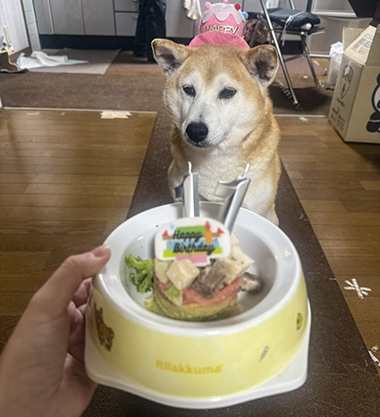 柴犬