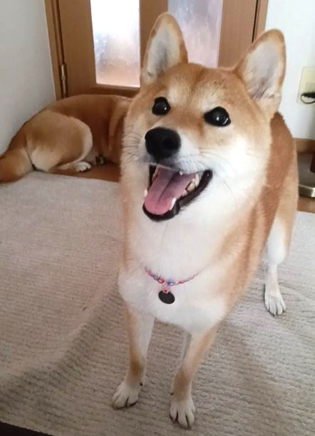 笑顔の柴犬
