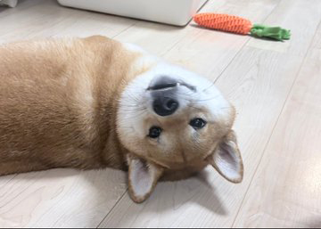 柴犬