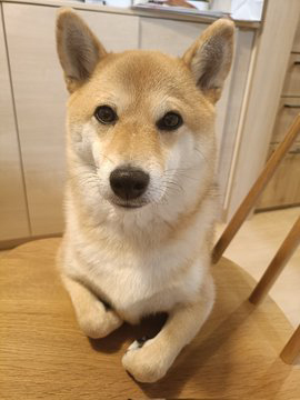 柴犬