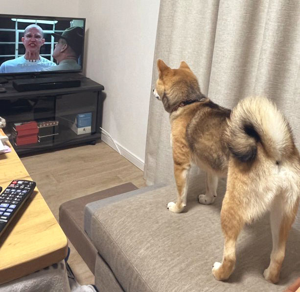 柴犬