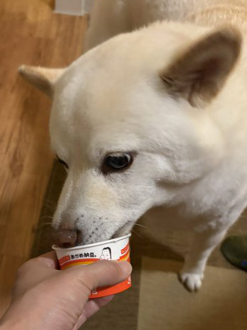 納豆を食べる柴犬