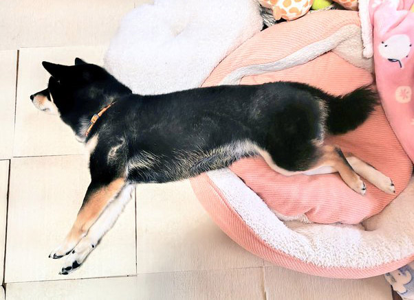 ベッドからはみ出す柴犬