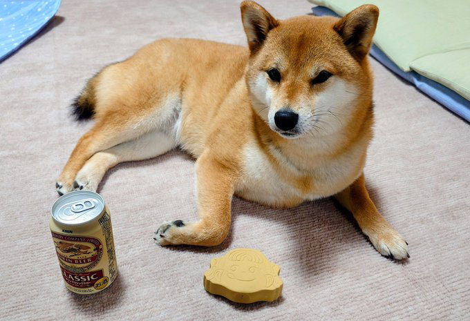 柴犬