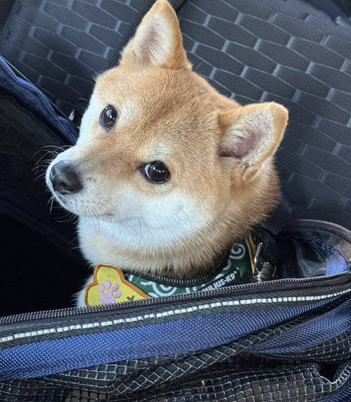 柴犬