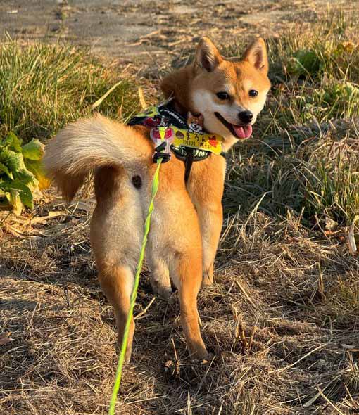 柴犬