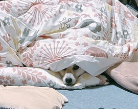 こたつにもぐる柴犬