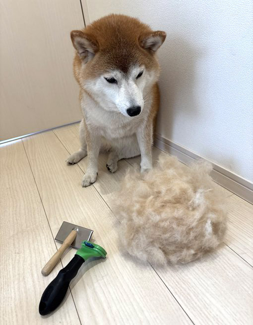 ブラッシング後の抜け毛と柴犬