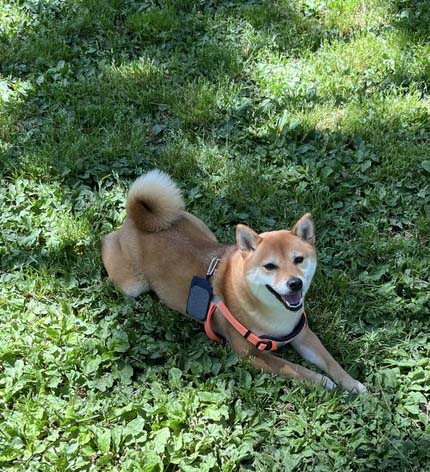 柴犬
