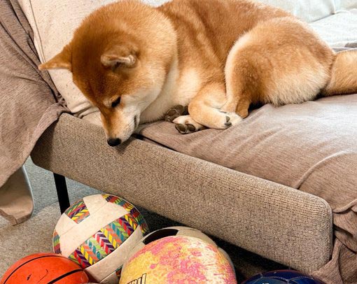 柴犬