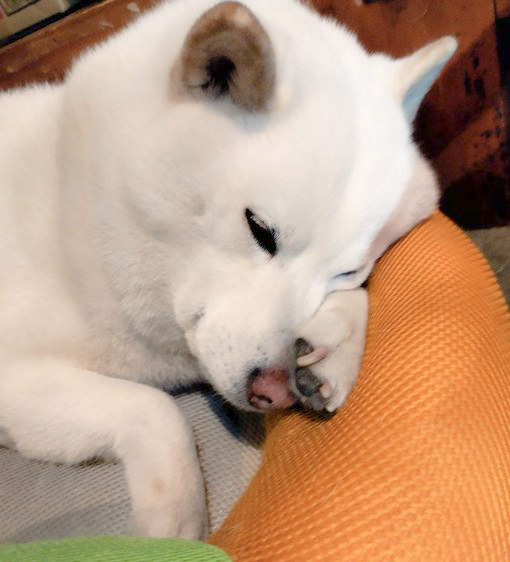 目をこする柴犬