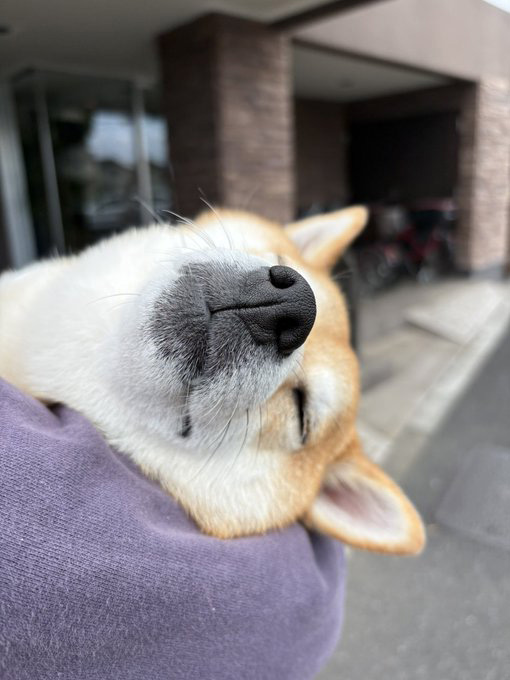 ウトウトする柴犬