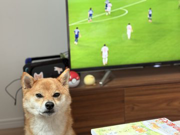 柴犬