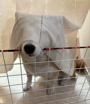 柴犬