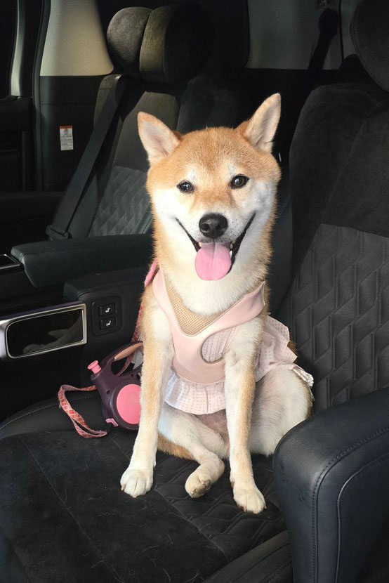 柴犬 車内
