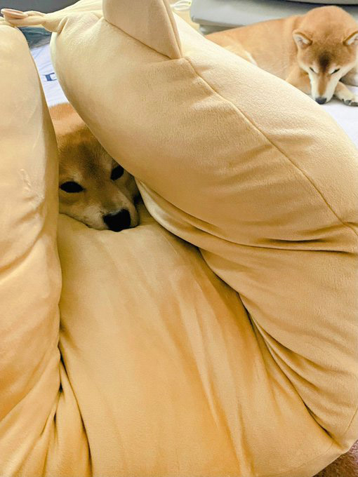 柴犬