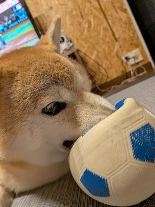 ボールを噛みやぶる柴犬