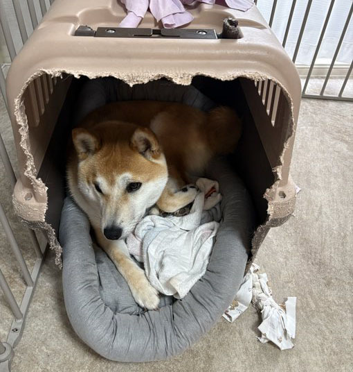 柴犬