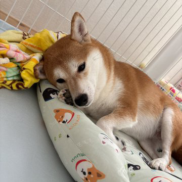 すねる柴犬
