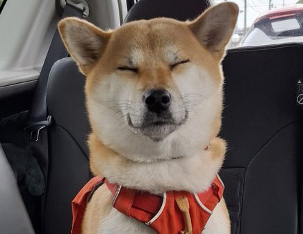 柴犬