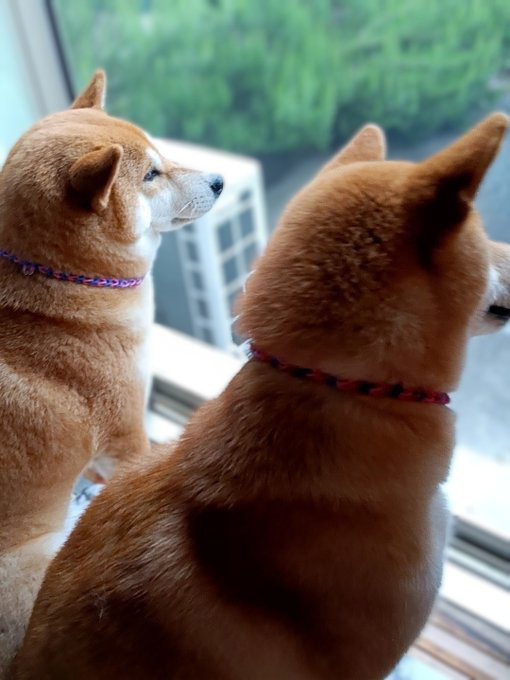 柴犬