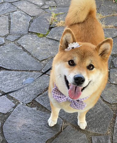 柴犬